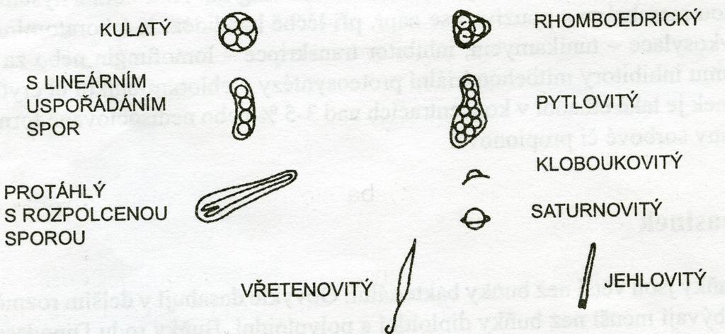 Schizosaccharomyces Metschnikowia Lipomyces Hanensula Nematospora - Teliospory