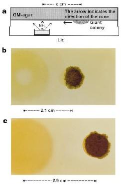 (Rhodotorula, Sporidiobolus) černý pigment (melanin Aureobasidium)