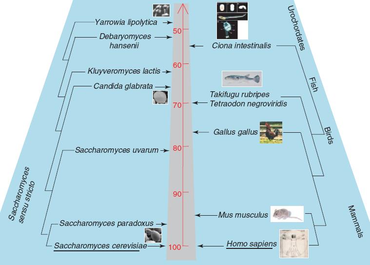 Přes značnou morfologickou podobnost vykazují kvasinky velké rozdíly v genomu Evoluce Porovnání kompletních genomů: Velký