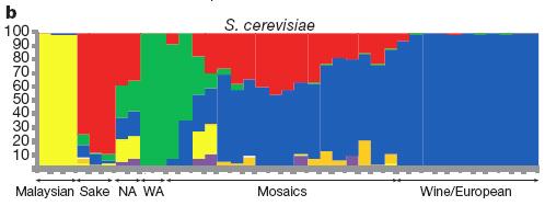 Studie populací S. cerevisiae a S.