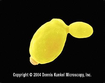 Morfologie kvasinek - rotační elipsoid, kulaté, protáhlé rod Dipodascus až 130 mikrometrů - 3-15