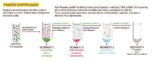 jednotkách: Svedberg (S); S = 10-13 s.