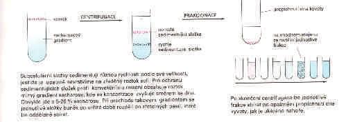 sedimentuje.