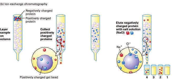 chromatografie Nanášení vzorku nízká iontová síla Eluce gradientová Zvyšováním iontové síly Změnou ph retenci lze ovlivnit i teplotou nebo přídavkem org.
