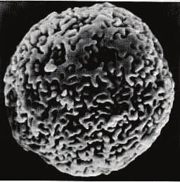 Gelová permeační chromatografie Částice sorbentu Gelová filtrační chromatografie Molekulová vylučovací chromatografie Chromatografie na
