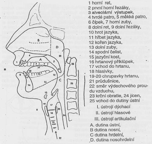 (Underhill 2005: 2) Lidské hlasové ústrojí tvoří zvuk za pomoci výdechového proudu vzduchu, který prochází z plic průdušnicí do hlasového ústrojí.