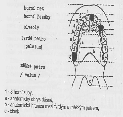 Z hlasového ústrojí proud vzduchu pokračuje do ústrojí artikulačního, kde se za pomoci mluvidel utvoří požadovaný foném. Artikulační ústrojí se dělí na dutinu hrdelní, dutinu nosní a dutinu ústní.