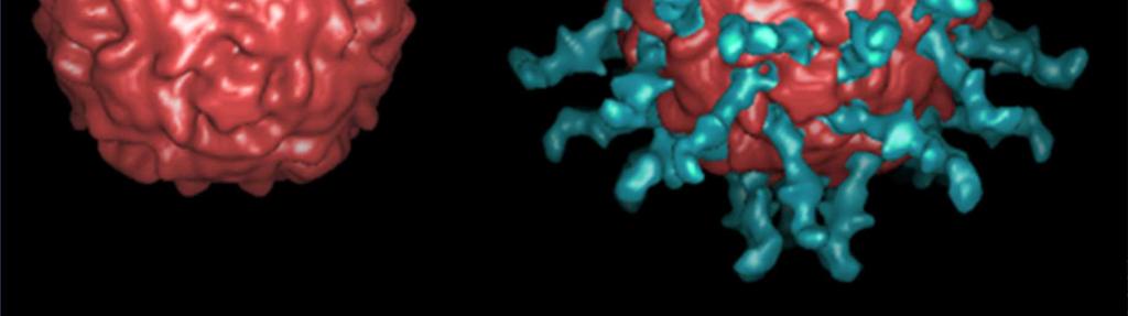 Picornaviridae, (RNA)