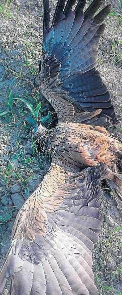 Vzácného orla skalního nalezli nedaleko Boršic. Zemřel zřejmě na otravu. Volavku popelavou vzáhlinicích zase někdo zastřelil.