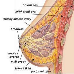 Fyziologie laktace Základní jednotkou žlázové tkáně je alveoly tvořený lalůček (lobulus). Je to hroznovitá struktura, tvořená vlastními sekrečními buňkami (alveoly) a mléčnými dukty.