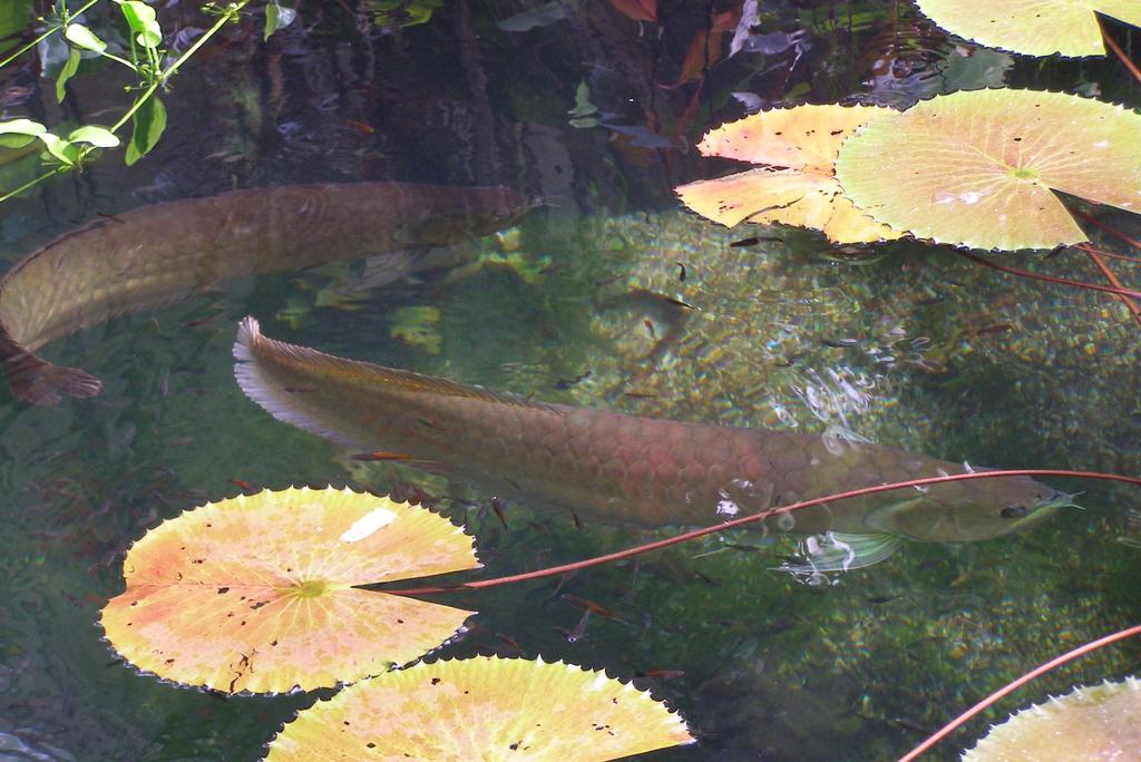 Arowana dvojvousá Osteoglossum