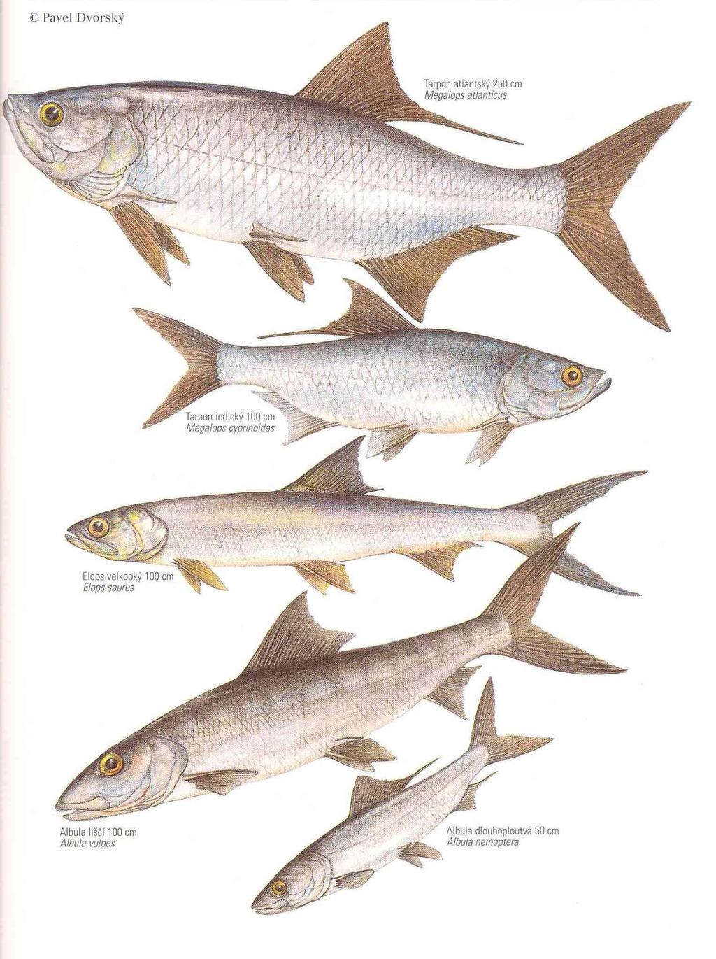 Řád: TARPONI Elopiformes protáhlé, štíhlé tělo, cykloidní šupiny, vykrojená ocasní ploutev, postranní čára, zuby. Sub- a tropy.