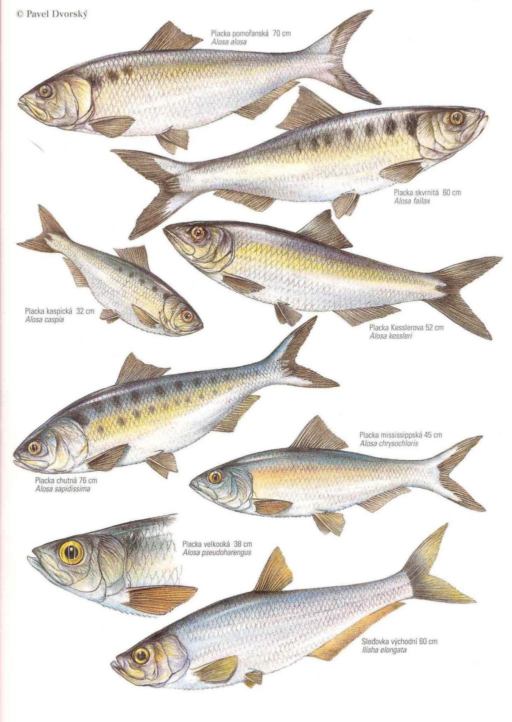 Řád: BEZOSTNÍ Clupeiformes cykloidní lehce opadavé šupiny, měkké paprsky v ploutvích, Physostomi, hejnoví SLEĎOVITÍ Clupeidae krátká postranní čára, prodloužený plynový měchýř dozadu v kanál (slepý