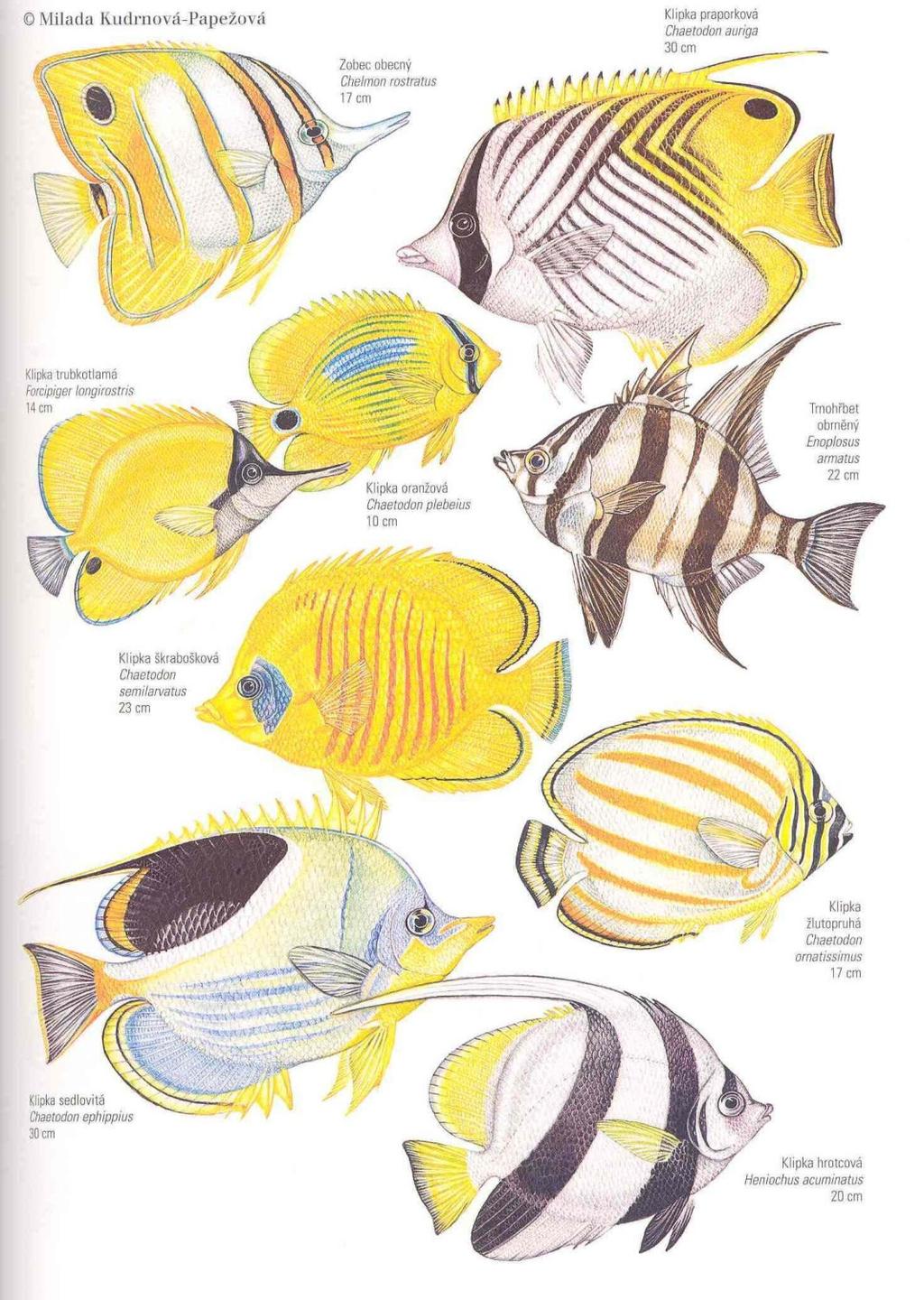 Řád: OSTNOPLOUTVÍ Perciformes viz výše KLIPKOVITÍ Chaetodontidae pestré sub- a tropické korálové