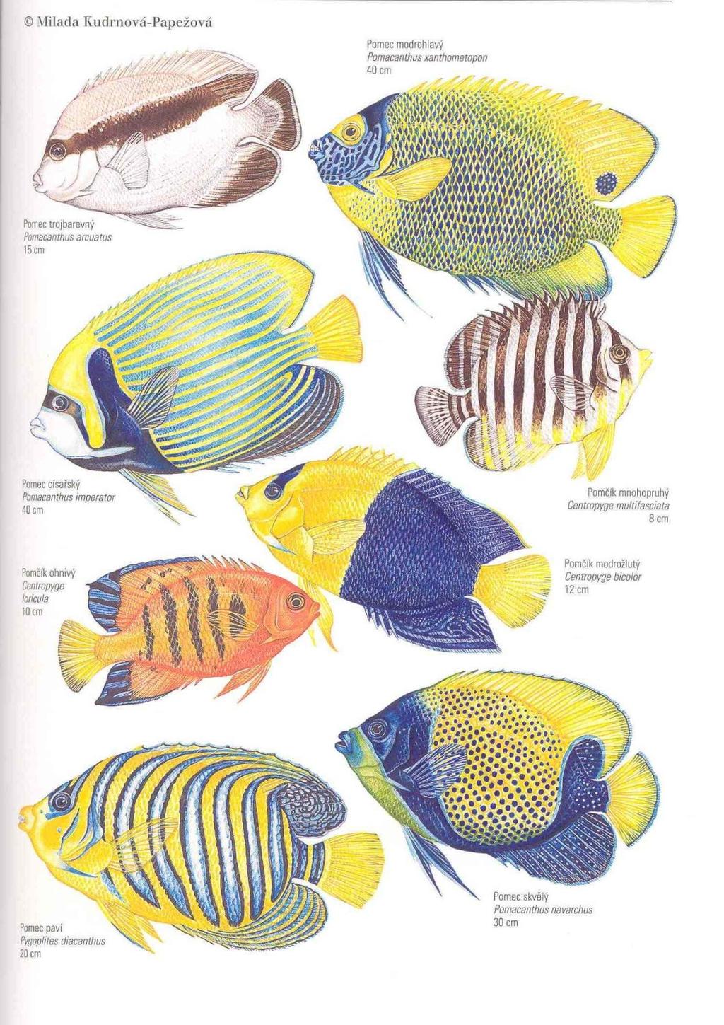 Řád: OSTNOPLOUTVÍ Perciformes viz výše POMCOVITÍ Pomacanthidae pestré tropické korálové ryby s