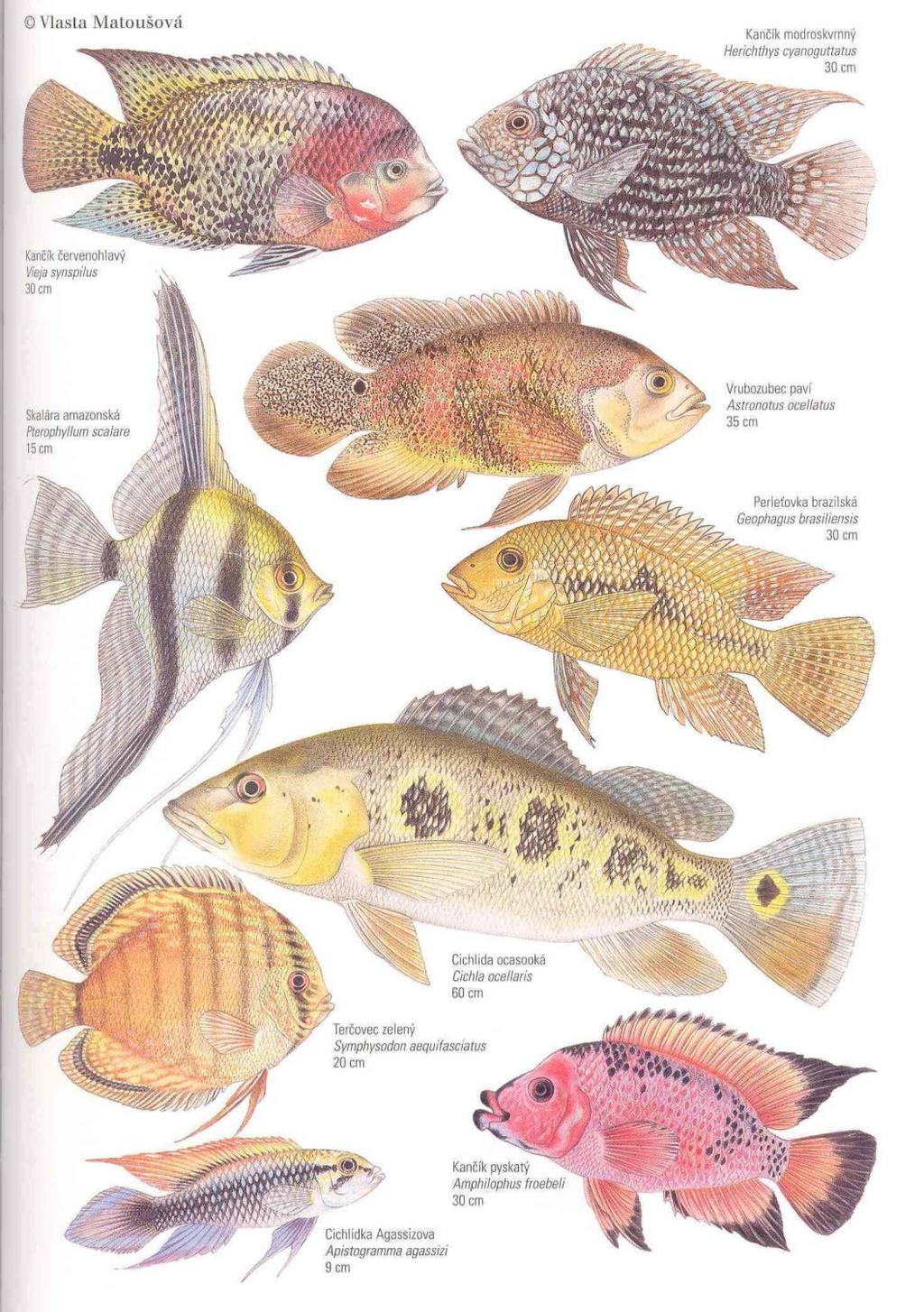 Řád: OSTNOPLOUTVÍ Perciformes viz výše VRUBOZOBCOVITÍ Cichlidae sladkovodní nepříliš velké akvarijní ryby, akvakultury.