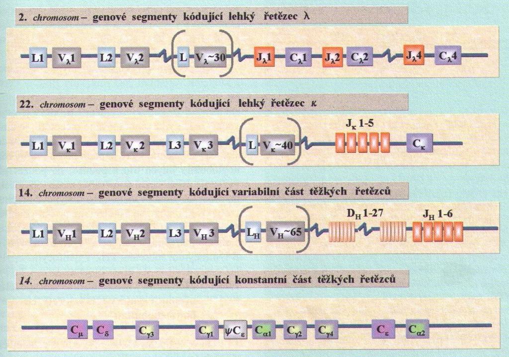 2. Určení klonality B- a T-receptorů Organizace genových