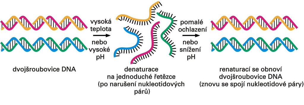 1. Fluorescenční in situ hybridizace Hybridizace (FISH) tvorba dvouřetězcových hybridů ze dvou