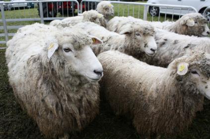 Naše MAS spoluorganizovala Podzimní ovčácké slavnosti, které proběhly 21.9.