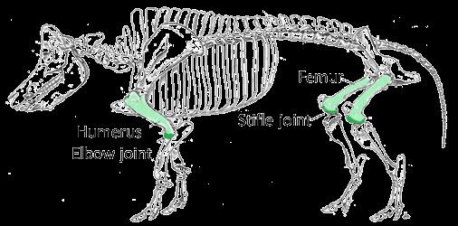 Fenotyp kanců -
