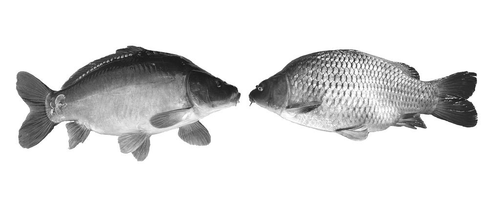 KATTEEDRA ZOOLLOGIIEE A RYBÁŘSSTTVÍÍ 21 260 Katedra zoologie a rybářství zajišťovala v roce 2005 výuku řady předmětů jako zoologie, agroekologie, akvakultura, parazitologie, včelařství, rybářství,