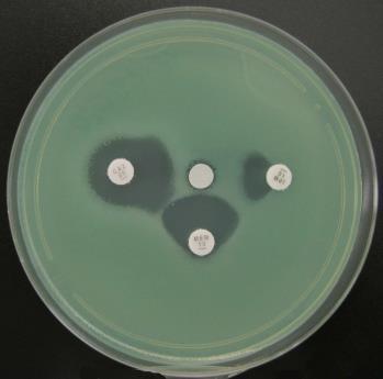 vankomycin-rezistentní Enterococcus spp.
