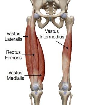 m. Quadriceps femoris m. rectus femoris - na neošetř.