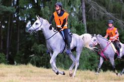 Při povinné sestavě musí závodník předvést všechny cviky dané pravidly, pak následuje volná jízda, kdy si voltižér v rámci pravidel sestavuje cviky sám například ve spolupráci s trenérem.