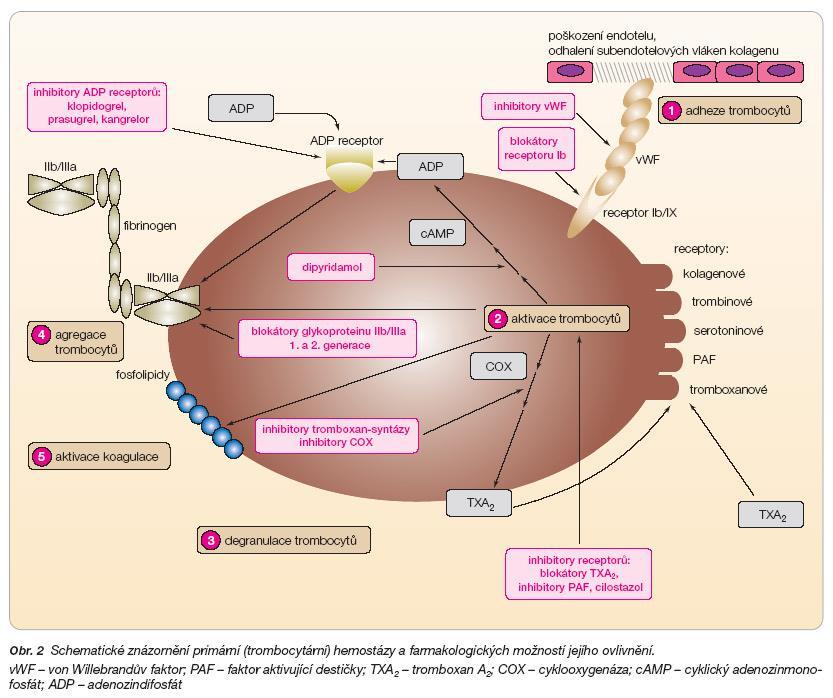 2.2.3 Mechanismy hemostatických procesů Mezi základní mechanismy hemostázy patří: primární hemostáza proces tvorby primární hemostatické zátky, která uzavírá místo narušení celistvosti cévní stěny a