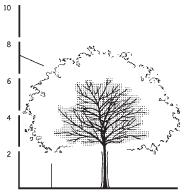 Prunus yedoensis Sorbus aucuparia Edulis TECHNOLOGIE ZALOŽENÍ VEGETAČNÍCH PRVKŮ : Výsadba stromů Před zahájením výsadeb stromů je nutné vytýčit inženýrské sítě.