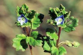 Kokoška pastuší tobolka Capsella bursa pastoris Konopice napuchlá Galeopsis tetrahit Laskavec ohnutý Amaranthus retroflexus ( ) Lilek černý Solanum nigrum Mák vlčí Papaver rhoeas Máta rolní Mentha