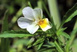 ( ) ( ) Rmen rolní Anthemis arvensis Rozrazil břečťanolistý Veronica hederifolia Rozrazil perský Veronica persica ( ) Ředkev ohnice Raphanus raphanistrum Řepka, výdrol Brassica napus Slunečnice,