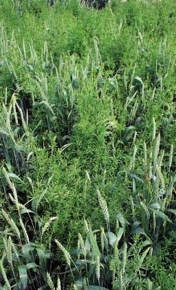 Spektrum účinnosti přípravků Arkem + CZ-600 na plevele Plodina Dávka na 1 ha Spektrum plevelů Pšenice ozimá Ječmen jarní 30 g + 1,5 l 25 g + 1,25 1,5 l citlivé a odolné dvouděložné plevele, včetně