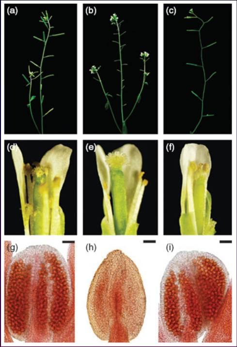 TDF1 (DEFECTIVE IN TAPETAL DEVELOPMENT AND FUNCTION 1) transkripční faktor MYB; klíčový v regulaci vývoje tapeta 10 DYT1 (DYSFUNCTIONAL TAPETUM 1) protein DYT1 se váže přímo na promotorovou oblast