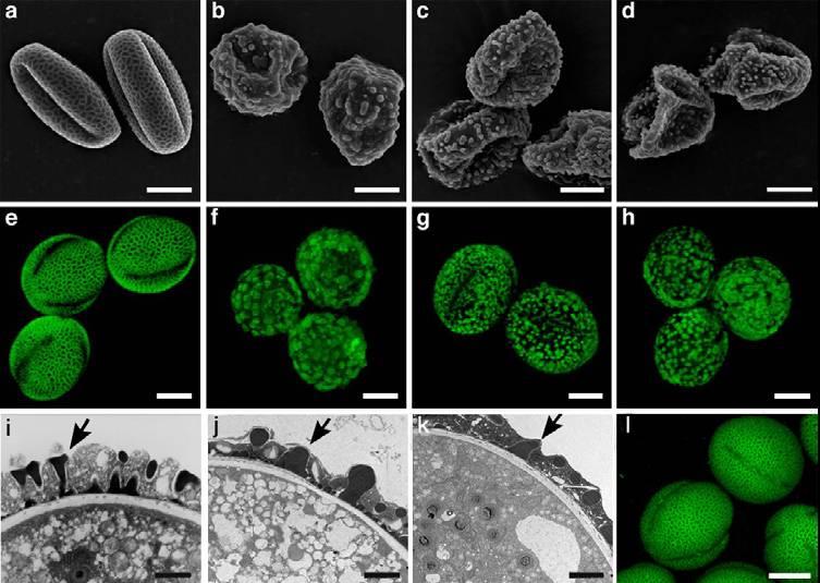 12 T-DNA mutant cals5 narušená fertilita, degenerované mikrospory CALS5