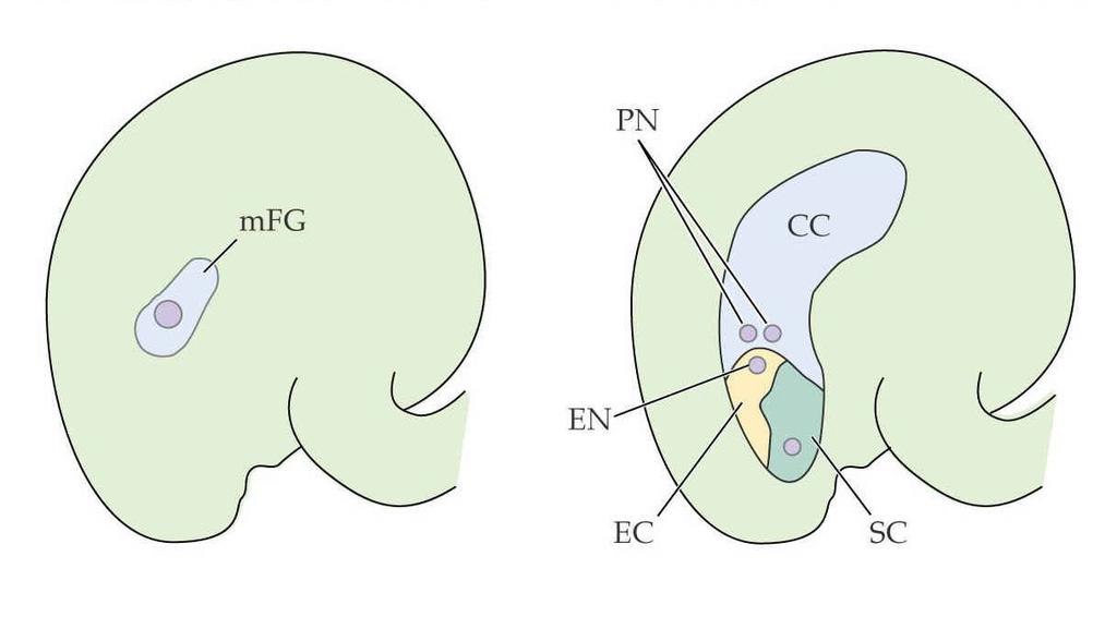 centrální buňky fem2 gfa Arabidopsis mutant gcd1 narušené zrání vaječné