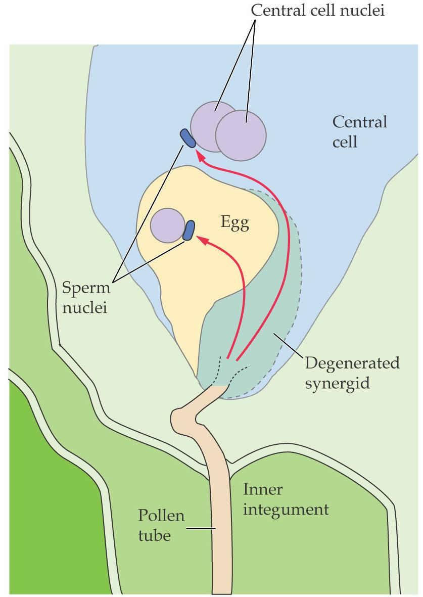 1) Co nutí a směřuje pylovou láčku k embryonálnímu vaku?