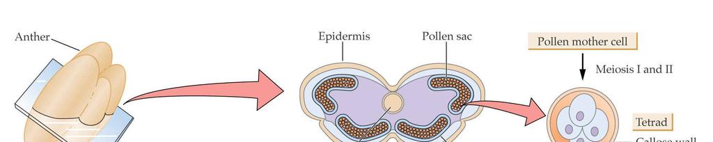 Vývoj samčího gametofytu - mikrosporogeneze 3 Mikrosporogeneze