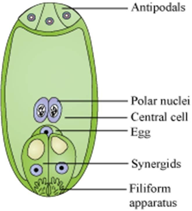 Update 2016 Liu X et al. (2016) Plant Cell 28: 135 1052 33 Protein LORELEI (LRE) je exprimován v tzv.