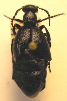 Coleoptera