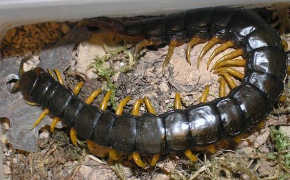 26 stonožkovci Myriapoda stonoha