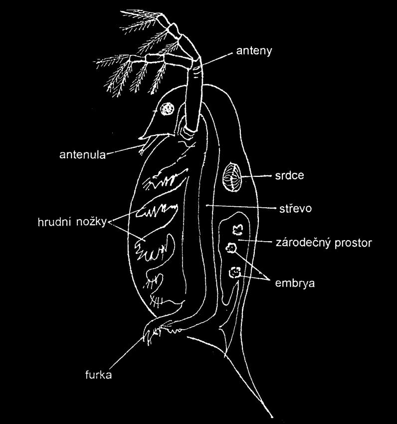 27 korýši (Crustacea): lupenonožci (Branchiopoda) listonošky (Notostraca) (1); perloočky (Cladocera) (2);