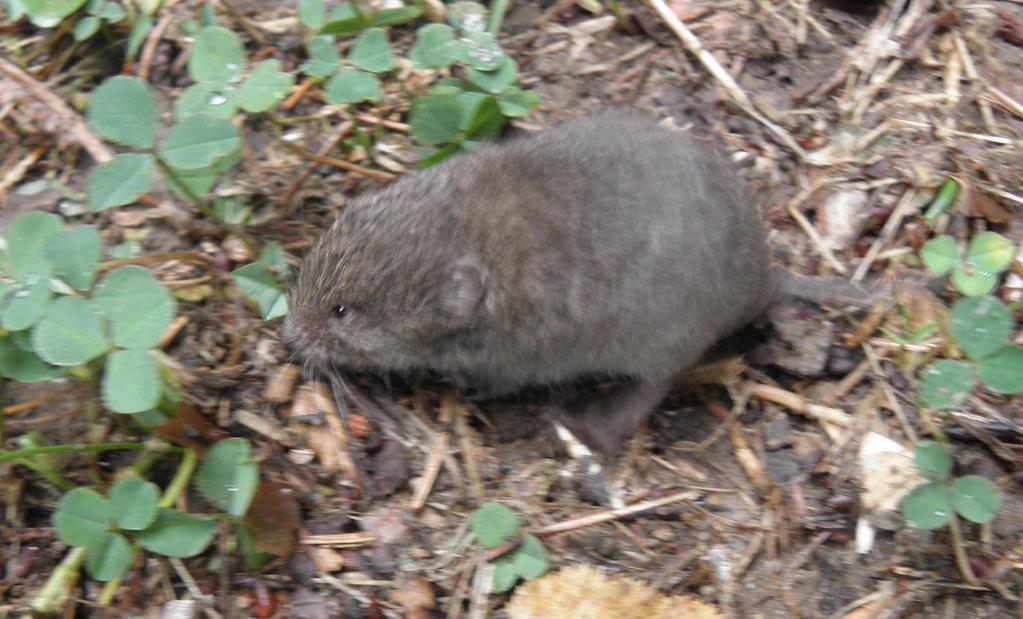 Hrabošovití hlodavci Hrabošík podzemní Pitymys (M.) subterraneus býloţravý, podobný hraboši. Srst s šedým nádechem. Kratší uši a ocas, menší oči.