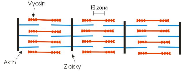 2.5 Stavba svalu a průběh svalové kontrakce Svaly u člověka se podle struktury a funkce dělí na kosterní (tzv. příčně pruhovaná svalovina), hladkou a srdeční svalovinu a myoepitel.