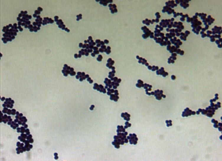 Micrococcus luteus CCM 169 -Grampozitivní