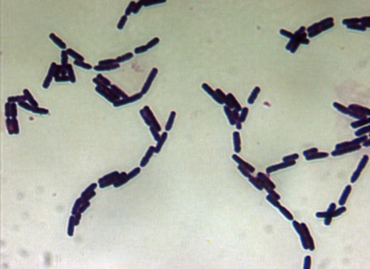 Bacillus