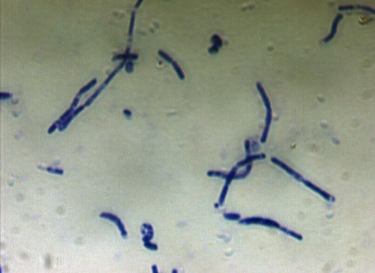 Bacillus megaterium CCM 2007 Preparát:
