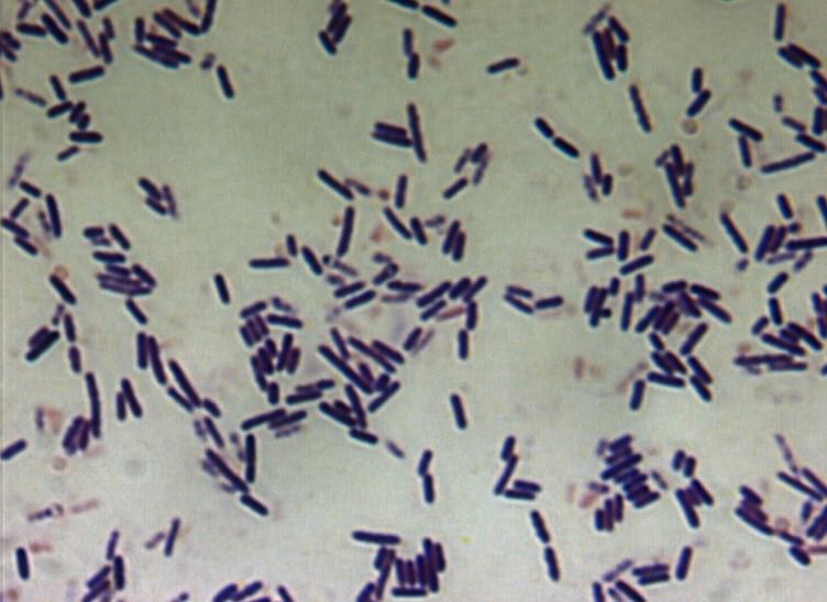 Bacillus