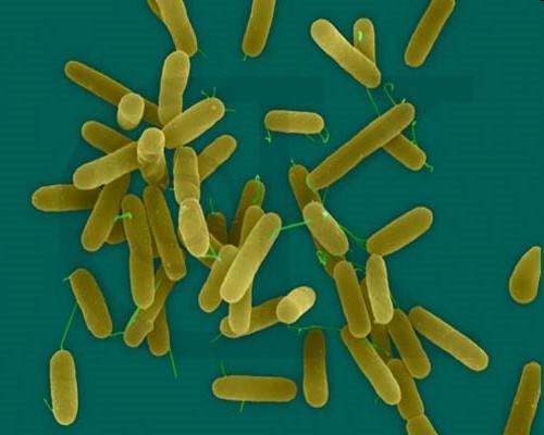 Bacillus cereus
