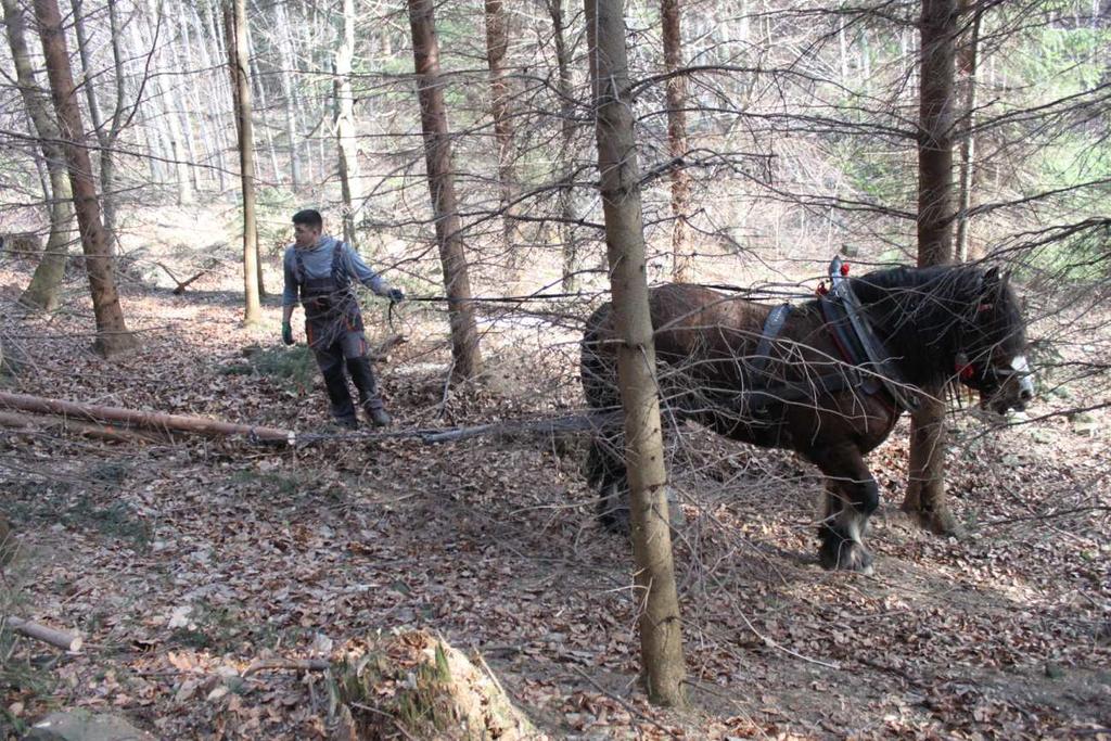 Pan Wiesner s koněm